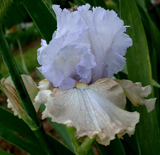 Photo of Tall Bearded Iris (Iris 'Passing Clouds') uploaded by diggit