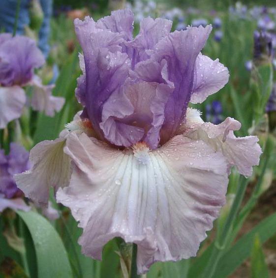 Photo of Tall Bearded Iris (Iris 'Best Friend') uploaded by diggit