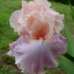 Location: Indiana
Date: May
Tall bearded iris 'Amiable'