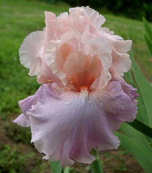 Photo of Tall Bearded Iris (Iris 'Amiable') uploaded by diggit