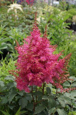 Photo of Astilbe 'Rhythum and Beat' uploaded by vic