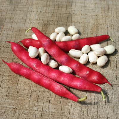 Photo of Dry Bean (Phaseolus vulgaris 'Coco Rubico') uploaded by vic