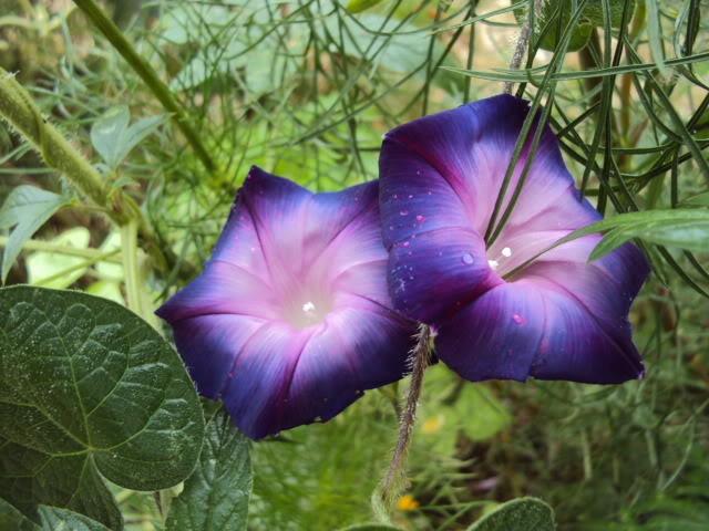 Photo of Tall Morning Glory (Ipomoea purpurea 'Rebecca') uploaded by poisondartfrog