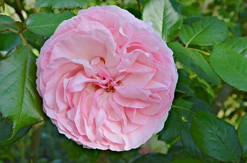 Photo of Rose (Rosa 'Pierre de Ronsard') uploaded by robertduval14