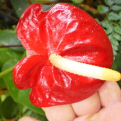 Location: Cameron H'lands .Malaysia
Date: 2011-05-21
Hybrids anthuriums