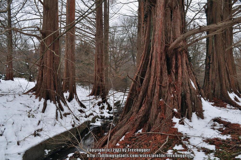 Photo of Dawn Redwood (Metasequoia glyptostroboides) uploaded by treehugger