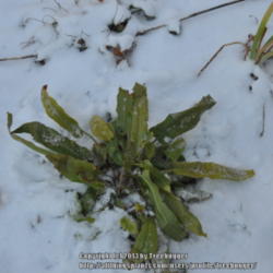 Location: Photo taken in my garden after a snow fall.
Date: 2012-02-09