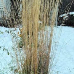 Location: Photo taken in my garden after a snow.
Date: 2012-01-27
This grass stands up even after a heavy wet snow.
