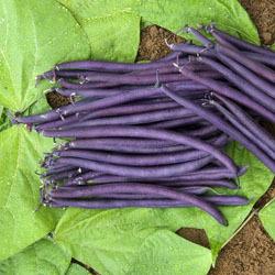 Photo of Dry Bean (Phaseolus vulgaris 'Amethyst') uploaded by vic
