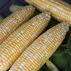 
Date: 2013-11-04
Photo courtesy of Harris Seeds