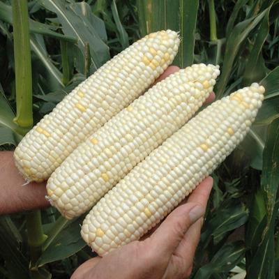 Photo of Sweet Corn (Zea mays subsp. mays '7401 Imp') uploaded by vic