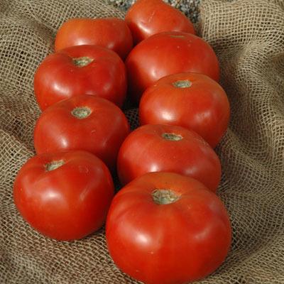 Photo of Tomato (Solanum lycopersicum 'Mountain Majesty') uploaded by vic