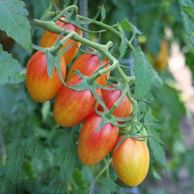 Photo of Tomato (Solanum lycopersicum 'Blush Tiger') uploaded by vic