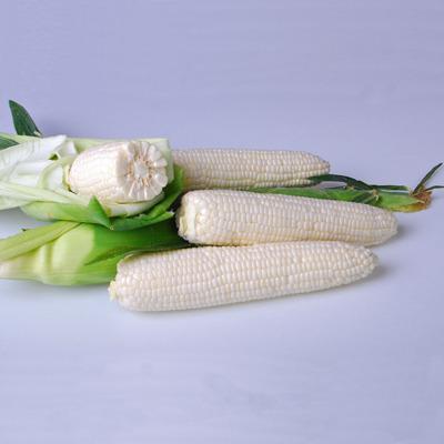 Photo of Sweet Corn (Se) (Zea mays subsp. mays 'Argent') uploaded by vic