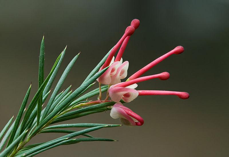 Photo of Rosemary Grevillea (Grevillea rosmarinifolia) uploaded by robertduval14