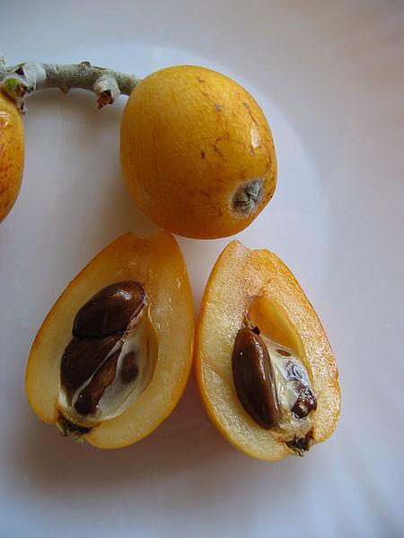 Photo of Loquat (Rhaphiolepis bibas) uploaded by robertduval14