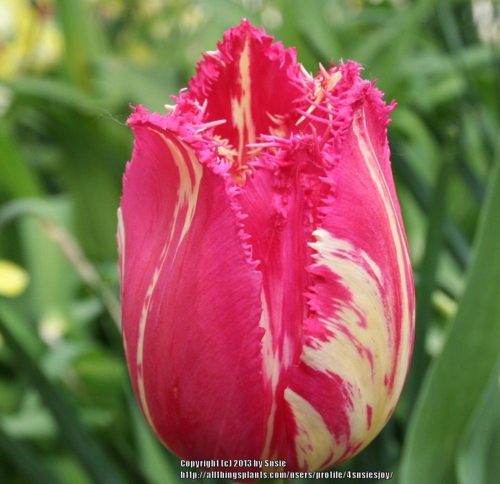 Photo of Tulips (Tulipa) uploaded by 4susiesjoy