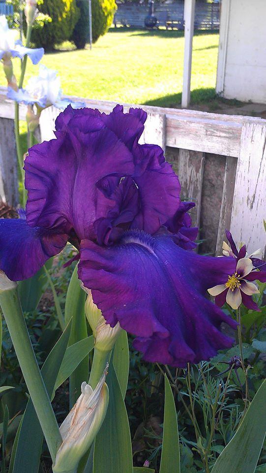 Photo of Tall Bearded Iris (Iris 'Swingtown') uploaded by Irislady