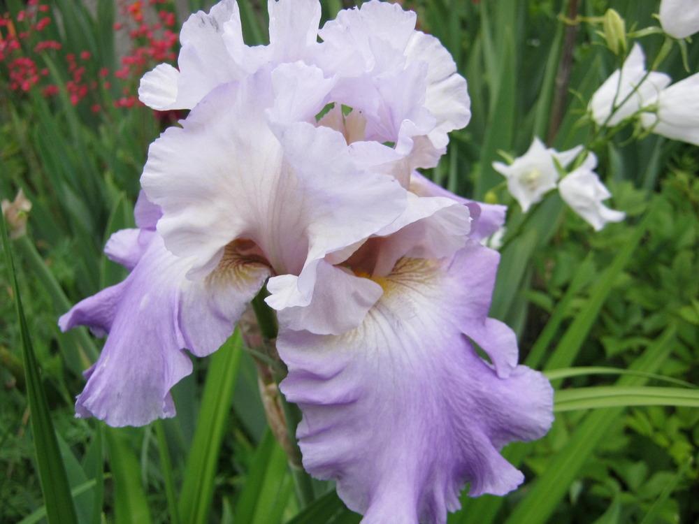 Photo of Tall Bearded Iris (Iris 'Mother Earth') uploaded by Irislady
