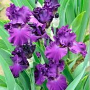 Tall bearded iris 'Gracious Gesture'