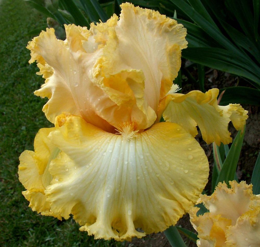 Photo of Tall Bearded Iris (Iris 'Just a Kiss Away') uploaded by diggit