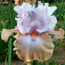 Location: My garden in Indiana
Date: May
Tall bearded iris 'Legerdemain'