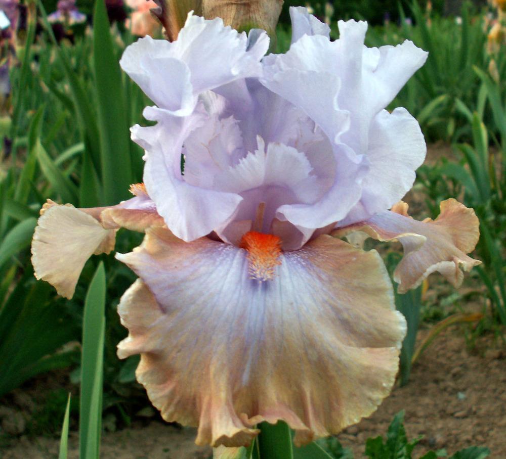 Photo of Tall Bearded Iris (Iris 'Legerdemain') uploaded by diggit