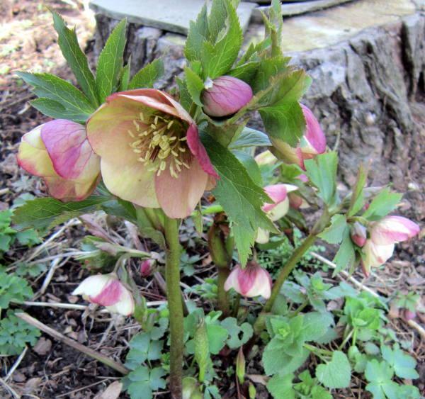 Photo of Lenten Rose (Helleborus x hybridus) uploaded by ge1836