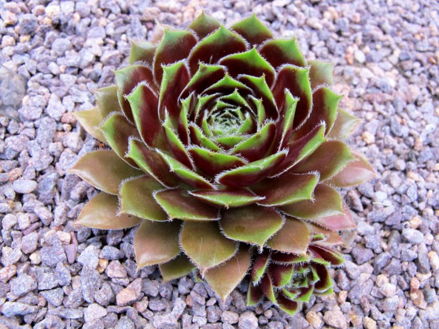 Photo of Hen and Chicks (Sempervivum 'Lucy Liu') uploaded by goldfinch4