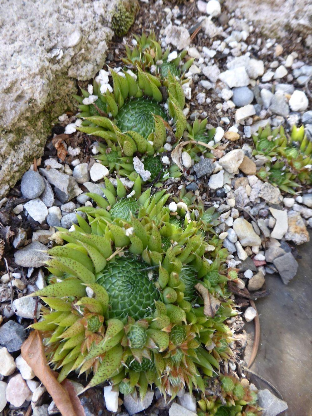 Photo of Orostachys spinosa 'Minuta' uploaded by growitall