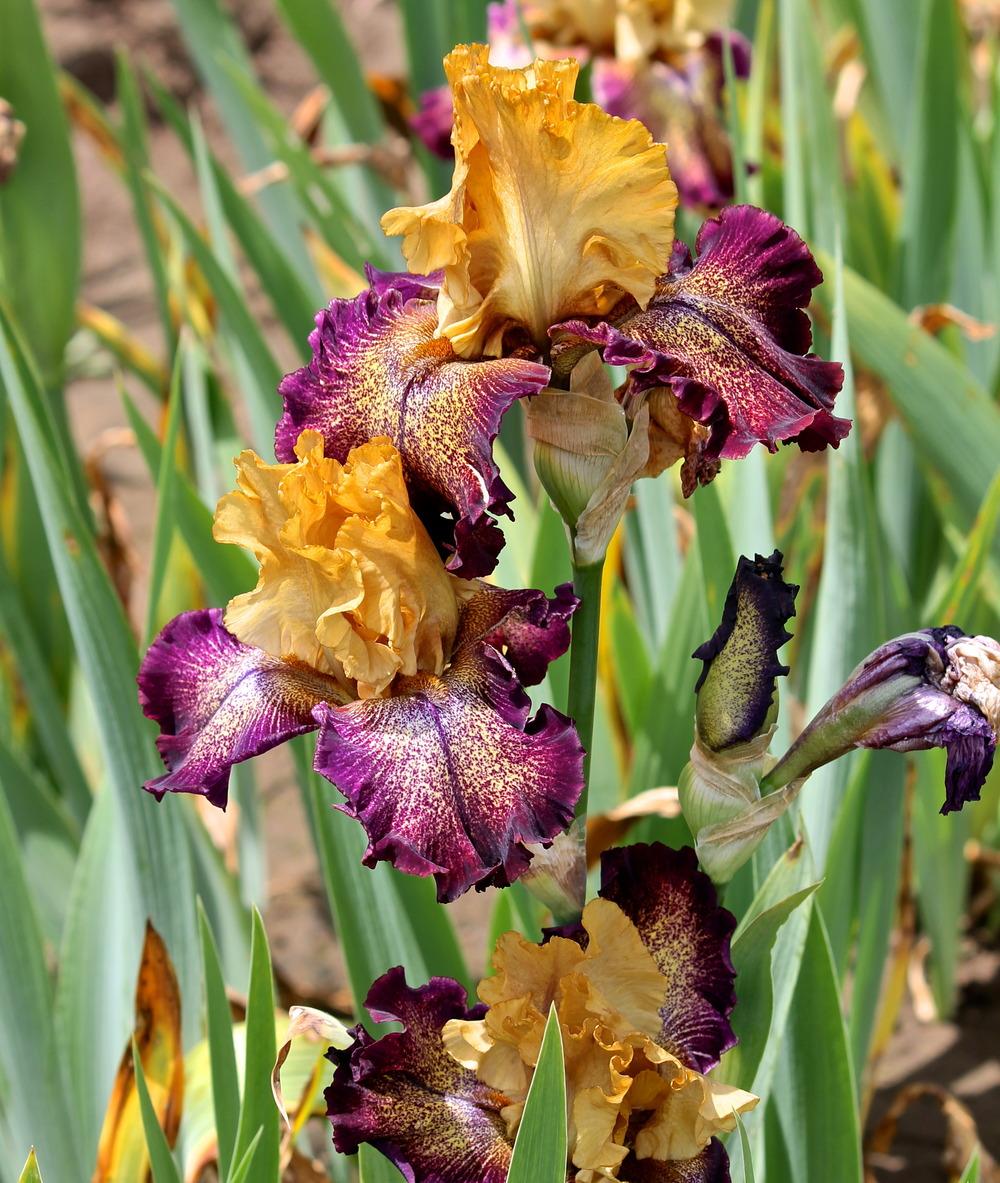 Photo of Tall Bearded Iris (Iris 'Raining Cats and Dogs') uploaded by ARUBA1334