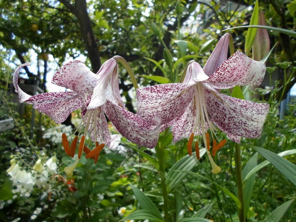 Photo of Lily (Lilium 'Lankon') uploaded by dellac