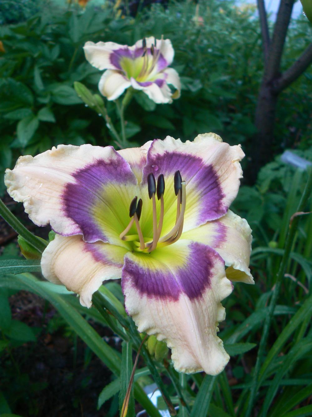 Photo of Daylily (Hemerocallis 'Butterflies and Rainbows') uploaded by annred97