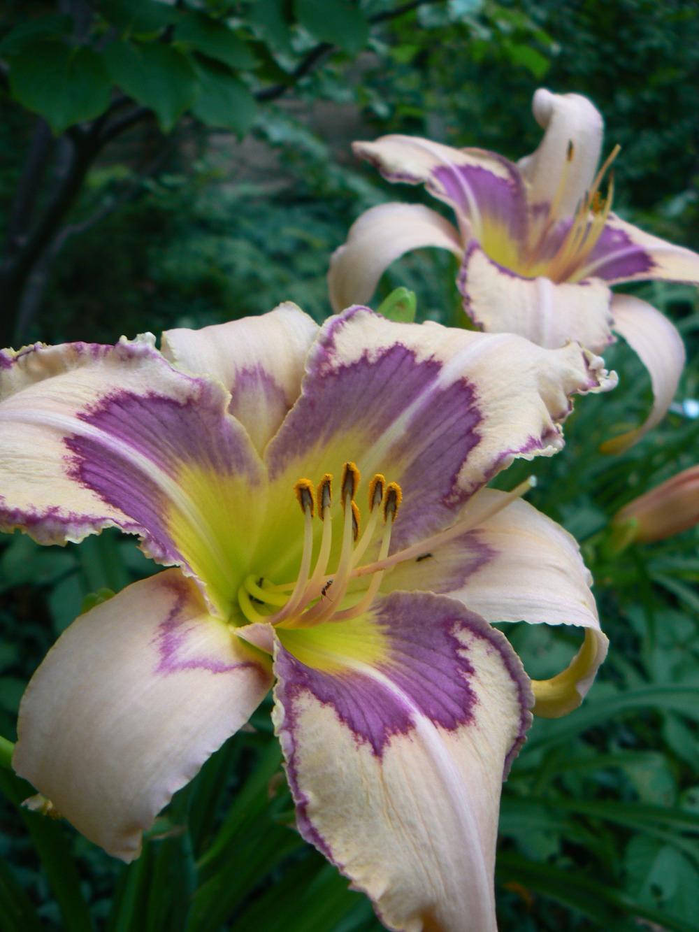 Photo of Daylily (Hemerocallis 'Dragonfly Dreams') uploaded by annred97