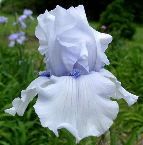 Photo of Tall Bearded Iris (Iris 'Song of Norway') uploaded by diggit