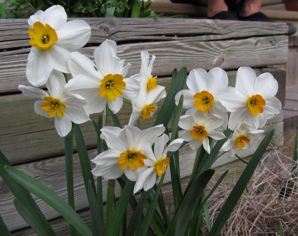 Photo of Daffodil (Narcissus 'Geranium') uploaded by growitall