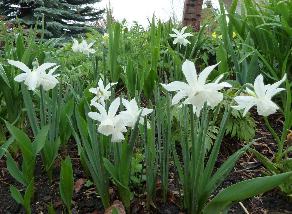 Photo of Triandrus Daffodil (Narcissus 'Thalia') uploaded by growitall