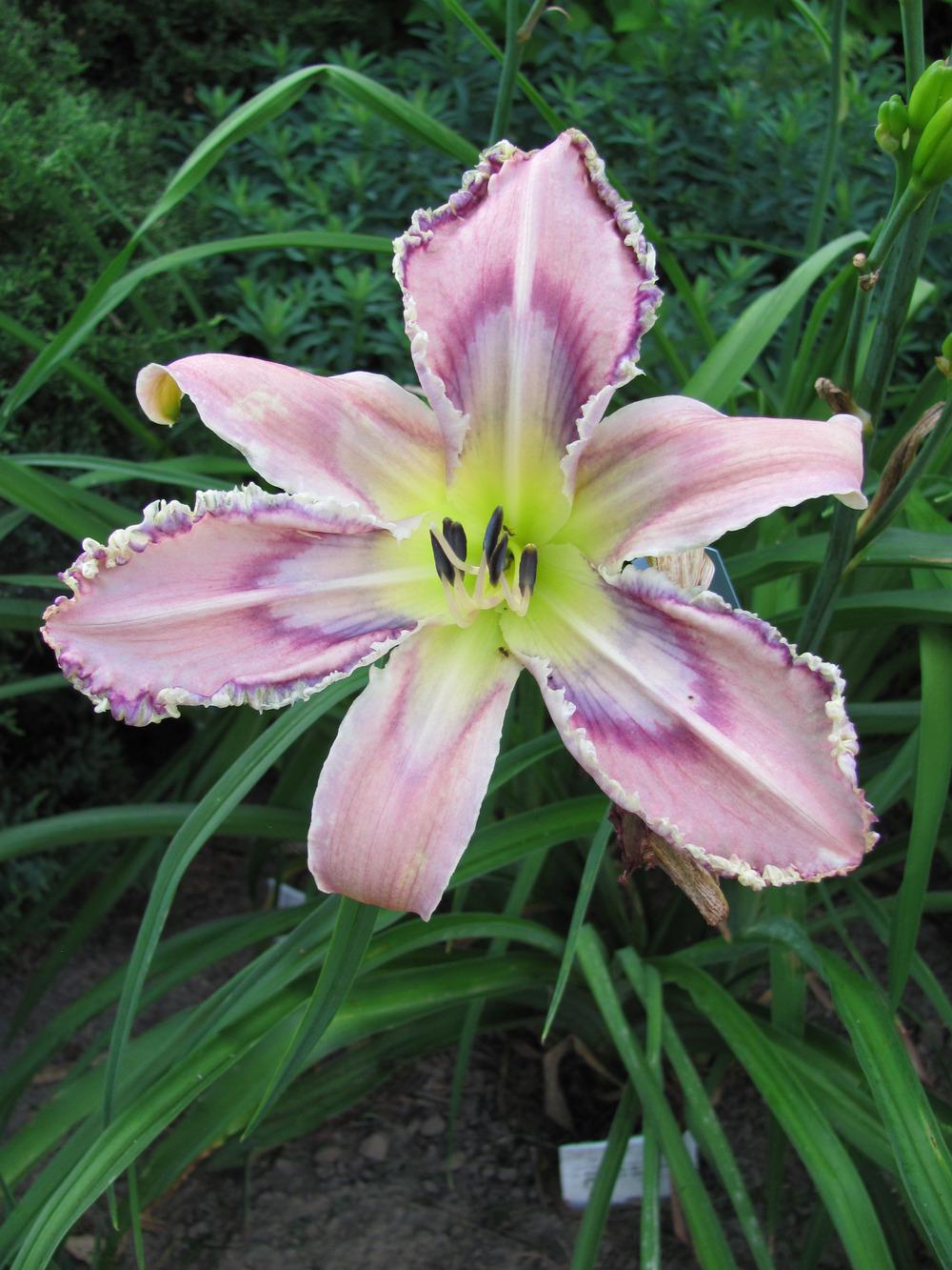 Photo of Daylily (Hemerocallis 'Entwined in the Vine') uploaded by spiderjoe