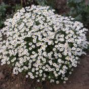 Thousands of daisies hung together on dome shaped perfumed leaves