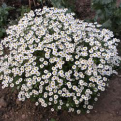 Location: Garden 2
Date: 2013-07-15
Thousands of daisies hung together on dome shaped perfumed leaves