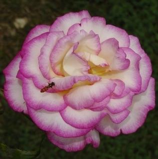 Photo of Rose (Rosa 'Handel') uploaded by Alya