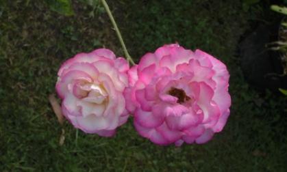 Photo of Rose (Rosa 'Handel') uploaded by Alya