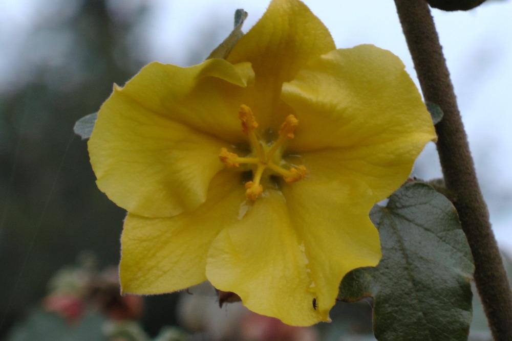 Photo of Flannel Bush (Fremontodendron 'California Glory') uploaded by Alya