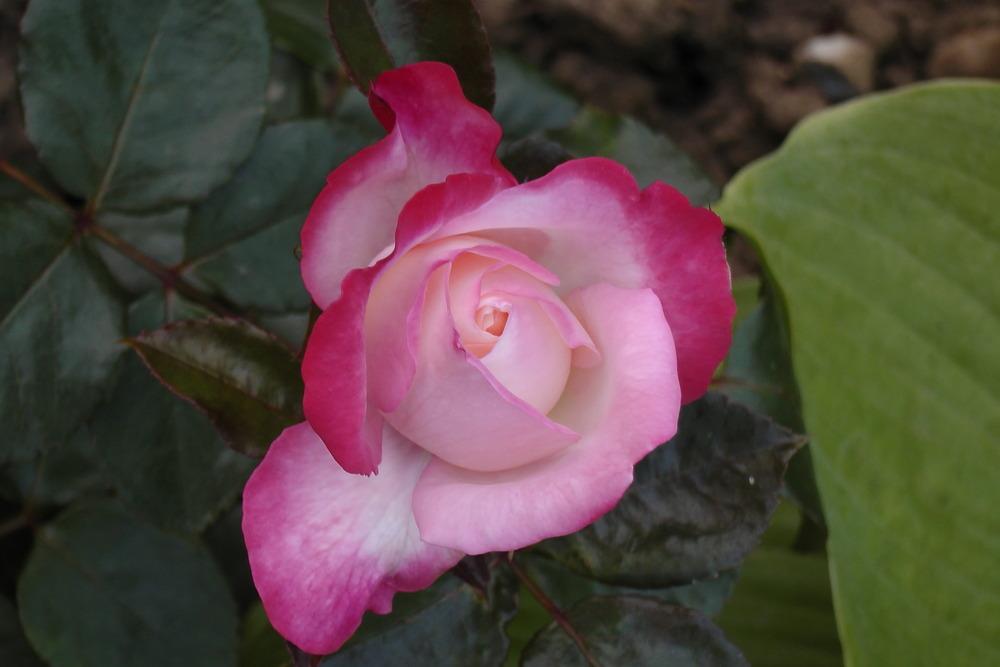 Photo of Hybrid Tea Rose (Rosa 'Double Delight') uploaded by Alya