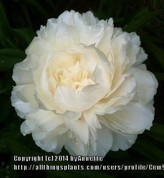 Photo of Peony (Paeonia lactiflora 'Baroness Schroeder') uploaded by Cem9165