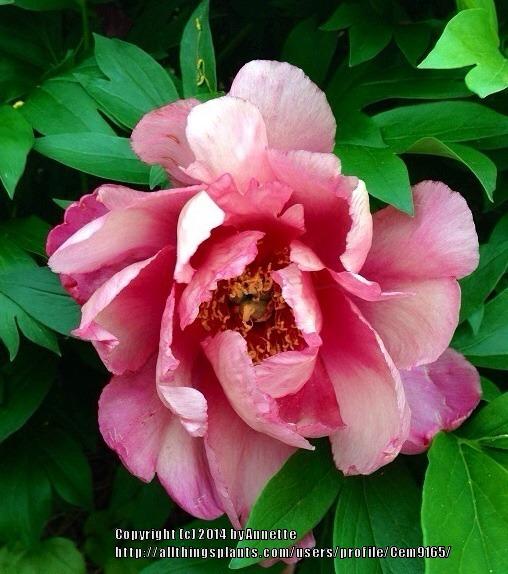 Photo of Intersectional Peony (Paeonia Keiko™) uploaded by Cem9165
