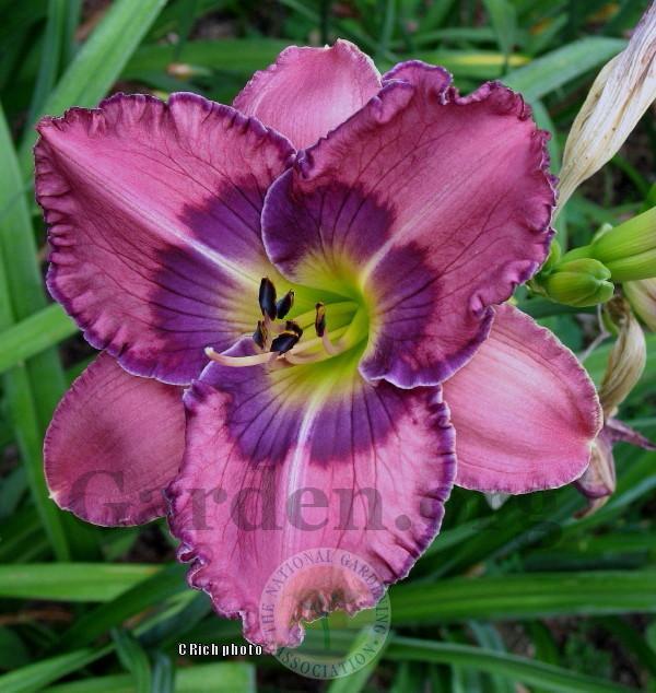Photo of Daylily (Hemerocallis 'Painted on Jeans') uploaded by Char