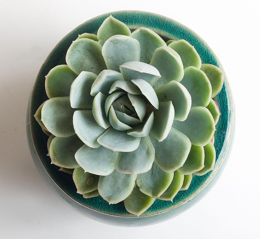 Photo of Mexican Snowball (Echeveria elegans) uploaded by SongofJoy