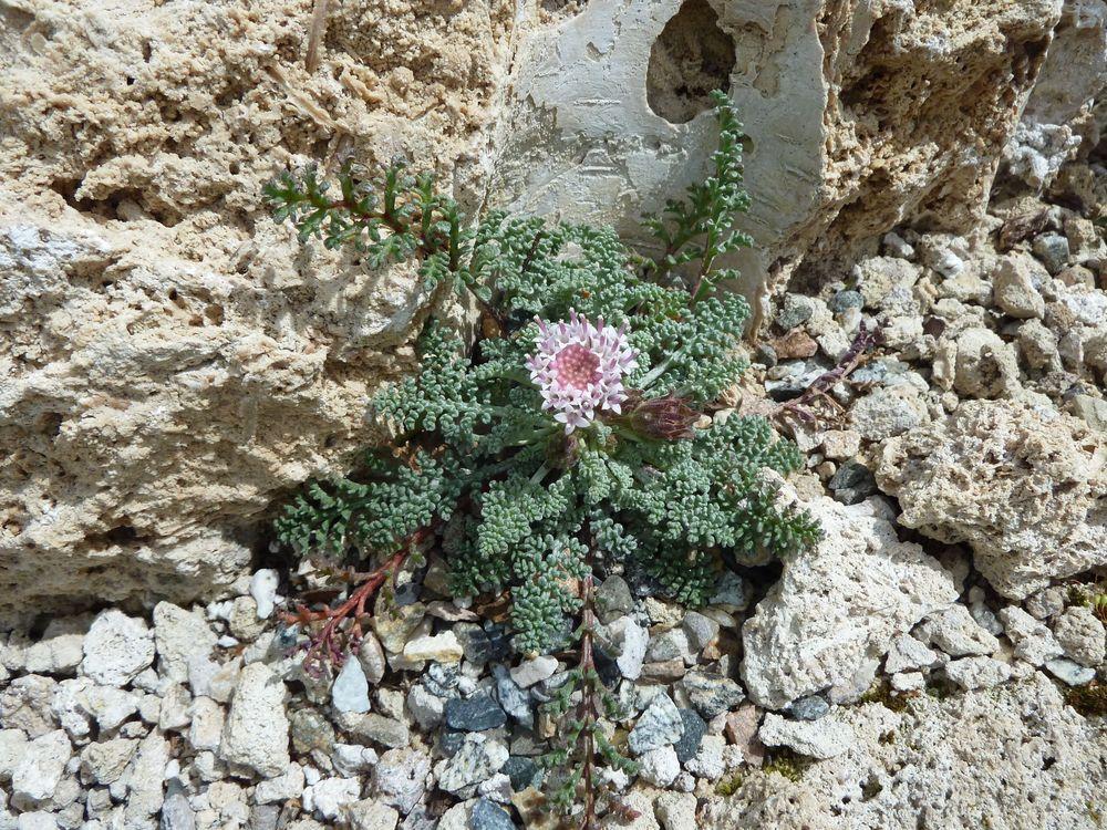 Photo of Chaenactis douglasii var. alpina uploaded by growitall