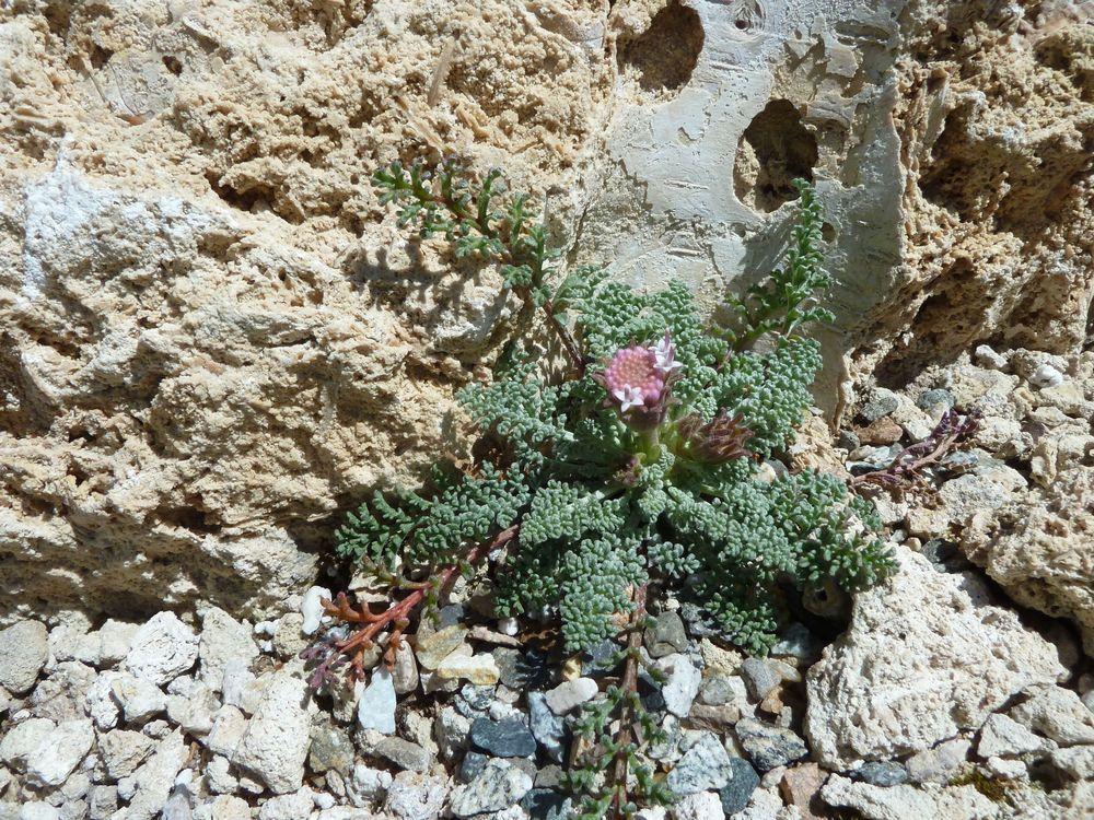 Photo of Chaenactis douglasii var. alpina uploaded by growitall